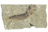 Oligocene Fossil Clupeoid Fish (Beksinskiella) - Poland #320631-1